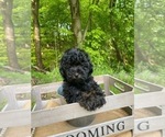 Small Photo #7 Cockapoo Puppy For Sale in DUNDEE, OH, USA