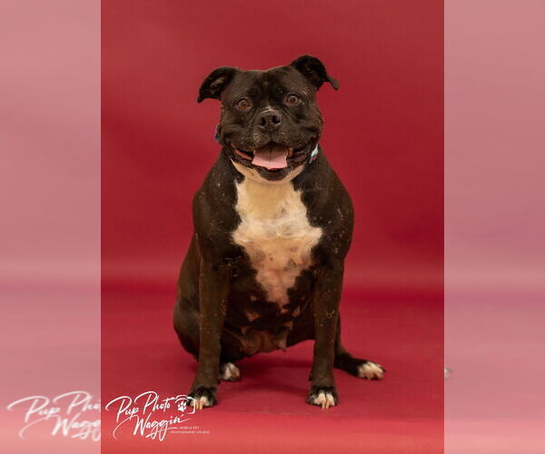 Medium Photo #1 American Staffordshire Terrier Puppy For Sale in Claremore, OK, USA