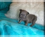 Small #25 French Bulldog