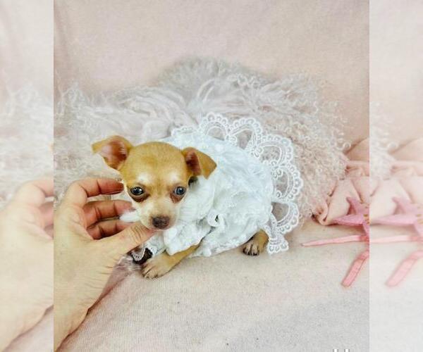 Medium Photo #1 Chihuahua Puppy For Sale in MIAMI BEACH, FL, USA
