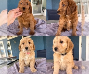 Goldendoodle (Miniature) Puppy for sale in FONTANA, CA, USA