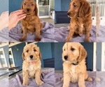 Small Photo #1 Goldendoodle (Miniature) Puppy For Sale in FONTANA, CA, USA