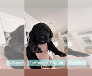 Double Doodle Puppy for sale in CAPE MAY COURT HOUSE, NJ, USA