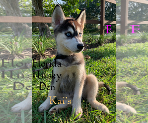 Siberian Husky Puppy for sale in NEW PORT RICHEY, FL, USA