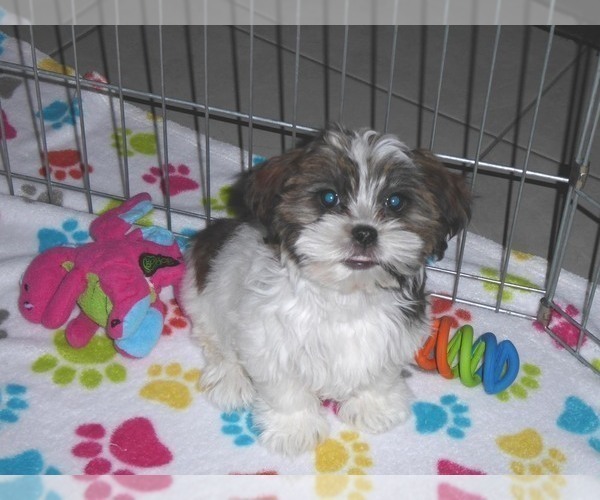 Medium Photo #13 Shorkie Tzu Puppy For Sale in ORO VALLEY, AZ, USA