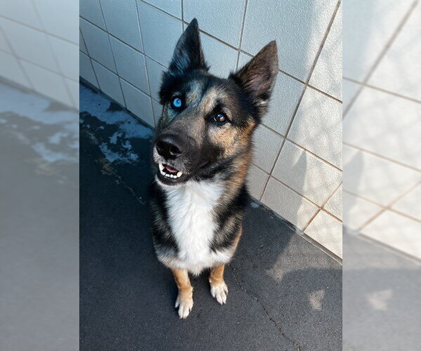 Medium Photo #1 German Shepherd Dog-Unknown Mix Puppy For Sale in Corpus Christi, TX, USA