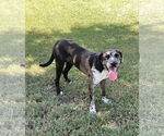 Small #4 Catahoula Leopard Dog Mix