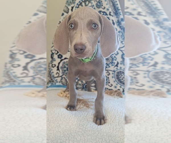 Medium Photo #3 Weimaraner Puppy For Sale in LEWISBURG, KY, USA