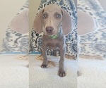 Small Photo #3 Weimaraner Puppy For Sale in LEWISBURG, KY, USA