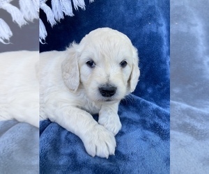 Goldendoodle Puppy for Sale in OCONTO, Wisconsin USA