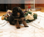 Small Photo #7 German Shepherd Dog Puppy For Sale in TACOMA, WA, USA