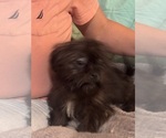 Small Photo #21 Lhasa Apso Puppy For Sale in BROOKLET, GA, USA
