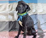Small #2 Mastiff