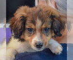 Small #4 Australian Shepherd Mix
