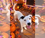 Pebbles - Female American Pit Bull Terrier-American Staffordshire Terrier Mix Dog for Adoption - Small photo
