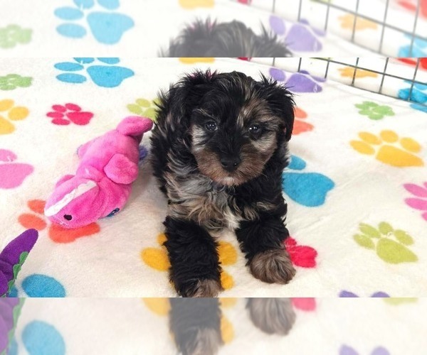 Medium Photo #7 Yorkipoo Puppy For Sale in ORO VALLEY, AZ, USA