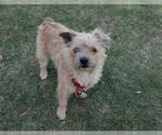 Small Border Terrier