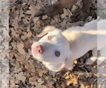 Small #6 Labrador Retriever Mix