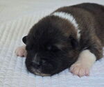 Puppy Akira Akita