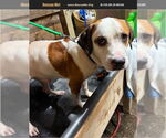 Small American Pit Bull Terrier-Beagle Mix