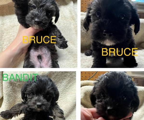 Medium Photo #1 YorkiePoo Puppy For Sale in MIDDLETOWN, IN, USA