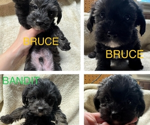 YorkiePoo Puppy for sale in MIDDLETOWN, IN, USA