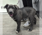 Small Photo #1 Labrador Retriever Puppy For Sale in Maple Grove, MN, USA
