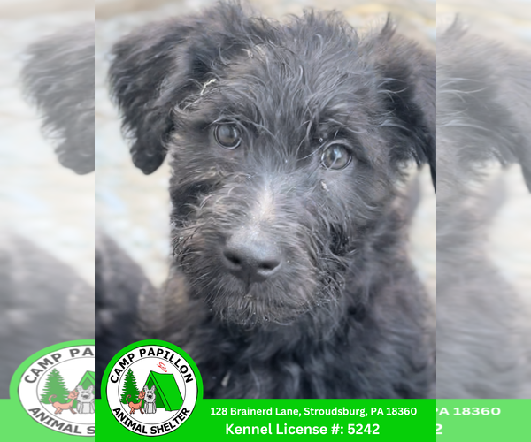 Medium Photo #1 German Shepherd Dog-Poodle (Miniature) Mix Puppy For Sale in Stroudsburg, PA, USA