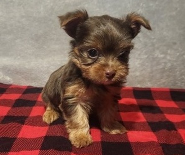 Medium Photo #1 Yorkshire Terrier Puppy For Sale in KINGMAN, AZ, USA