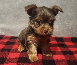 Yorkshire Terrier Puppy for sale in KINGMAN, AZ, USA