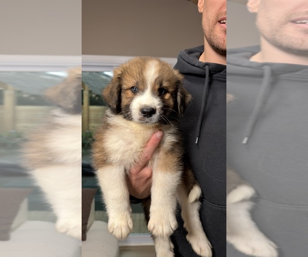 Medium Photo #8 Aussie Pyrenees Puppy For Sale in LEXINGTON, SC, USA