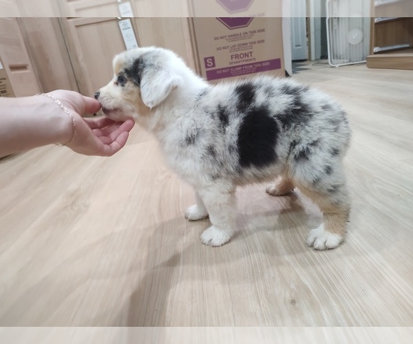 Medium Photo #31 Australian Shepherd Puppy For Sale in TUSCUMBIA, AL, USA