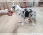 Small Photo #31 Australian Shepherd Puppy For Sale in TUSCUMBIA, AL, USA