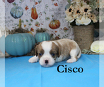 Small Photo #44 Cavalier King Charles Spaniel Puppy For Sale in CHANUTE, KS, USA
