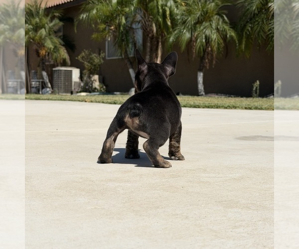 Medium Photo #5 French Bulldog Puppy For Sale in BLOOMINGTON, CA, USA