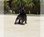 Small #4 French Bulldog