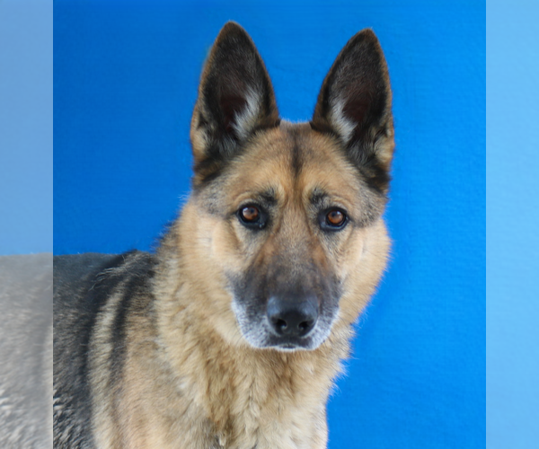 Medium Photo #1 German Shepherd Dog Puppy For Sale in Pasadena, CA, USA