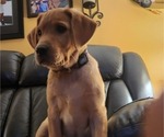 Small Photo #97 Labrador Retriever Puppy For Sale in BUFFALO, NY, USA