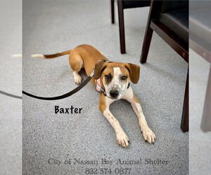 Beagle-English Coonhound Mix Dogs for adoption in Nassau bay, TX, USA