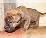 Small Photo #3 Bullmastiff Puppy For Sale in VERONA, MO, USA