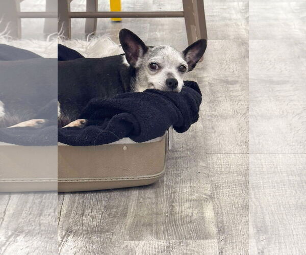 Medium Photo #6 Chihuahua Puppy For Sale in Gulfport, MI, USA