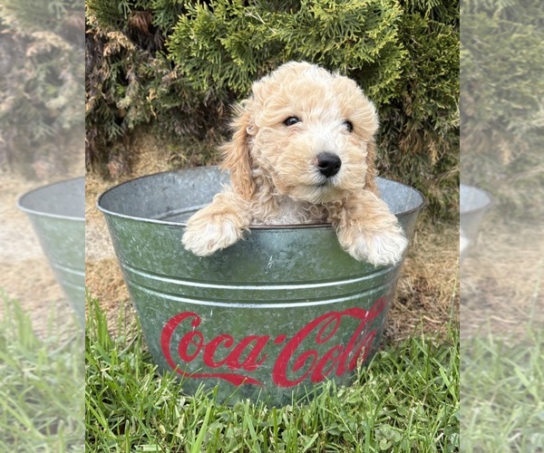 Medium Photo #3 Bichpoo Puppy For Sale in MIDDLEBURY, IN, USA