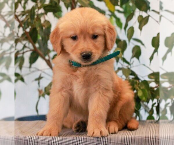 Medium Photo #3 Golden Retriever Puppy For Sale in LITITZ, PA, USA