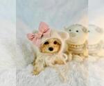 Small #3 Poodle (Toy)
