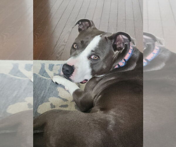 Medium Photo #50 American Pit Bull Terrier Puppy For Sale in Brewster, NY, USA