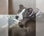 Small #49 American Pit Bull Terrier