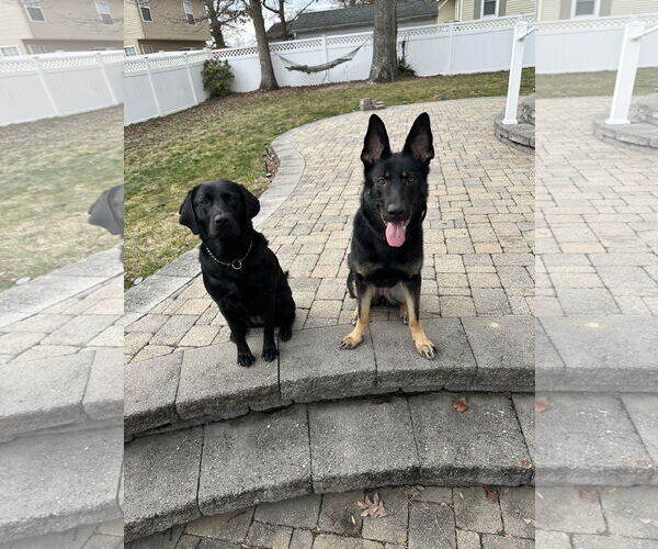 Medium Photo #2 German Shepherd Dog Puppy For Sale in COLUMBIA, MD, USA