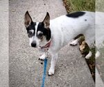 Small Photo #1 Rat Terrier Puppy For Sale in Atlanta, GA, USA