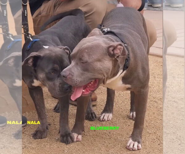 Medium Photo #5 Mutt Puppy For Sale in Woodland Hills, CA, USA