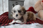 Small Photo #4 Mal-Shi Puppy For Sale in HONEY BROOK, PA, USA